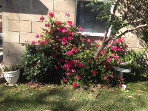 The old Ivy Geranium is giving the Climbing Pierre de Ronsards more than a run for their money. This should look great covering the old garage once established.