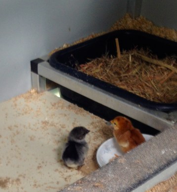 Two of three babies - there are two of the little grey Rosecombs.