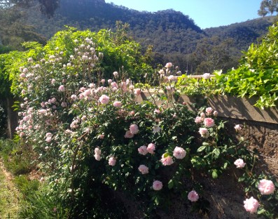 Cecile Brunner is vying for the best performer and is clearly winning.