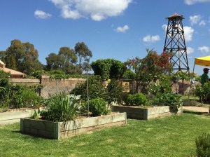 The backyard beds were chockfull of produce to explore